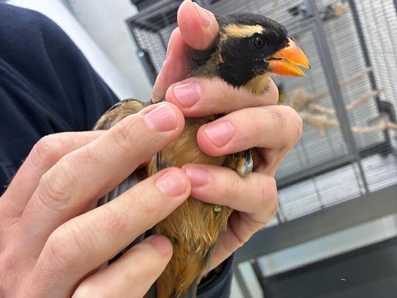 Singvögel am Flughafen München entdeckt