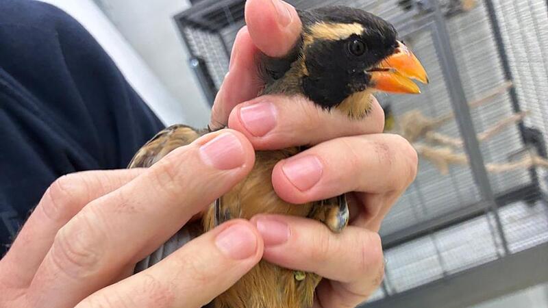 Singvögel am Flughafen München entdeckt
