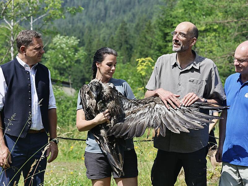 Zwei weitere Bartgeier ausgewildert