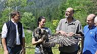Zwei weitere Bartgeier ausgewildert