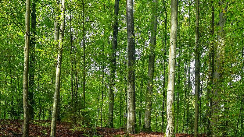 In einem Nationalpark dürfen junge Buchen ungestört altern.