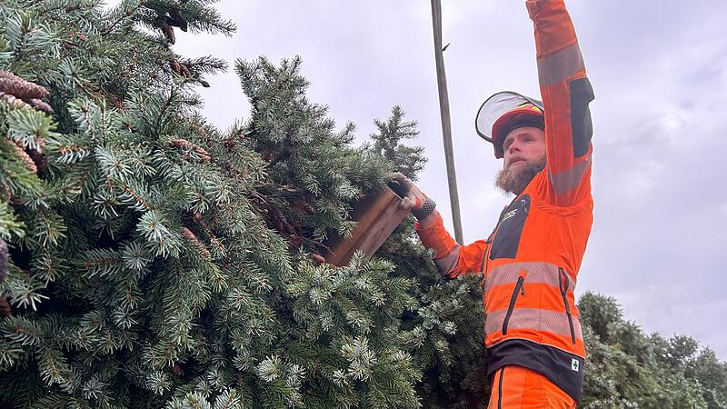 Coburger Weihnachtsbaum 2024