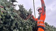 Coburger Weihnachtsbaum 2024 Coburger Weihnachtsbaum 2024