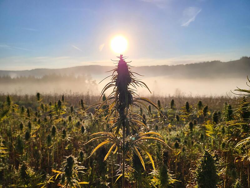 Cannabis-Anbauvereinigung im Kreis Kronach geplant Cannabis-Anbauvereinigung im Kreis Kronach geplant