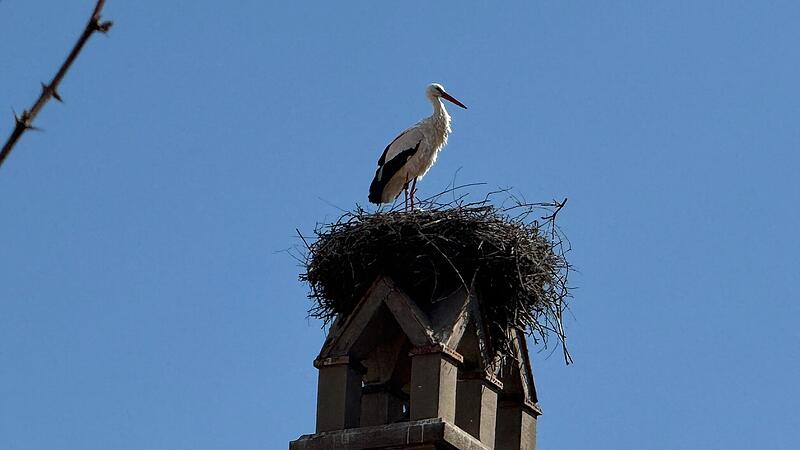 Der Altstorch ist wieder da. Er und seine Partnerin brüten da etwas aus!