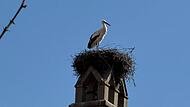 Der Altstorch ist wieder da. Er und seine Partnerin brüten da etwas aus!