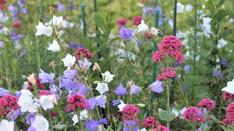 Lerchensporn und Glockenblumen im fr&auml;nkischen Blumenbeet