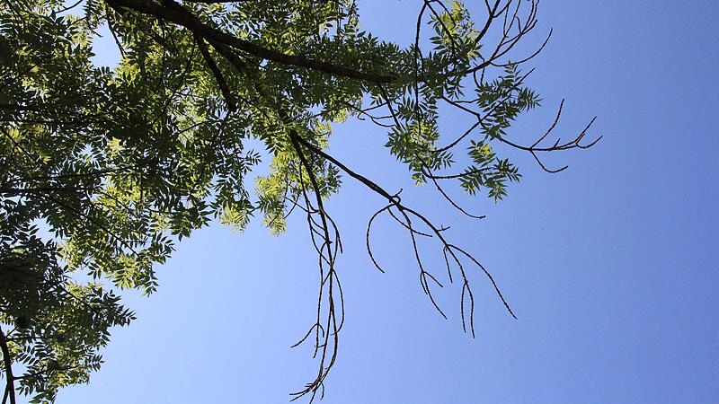Eine Esche mit abgestorbenen Trieben an einer Stra&szlig;e in ForchheimForchheim & Fr&auml;nkische Schweiz