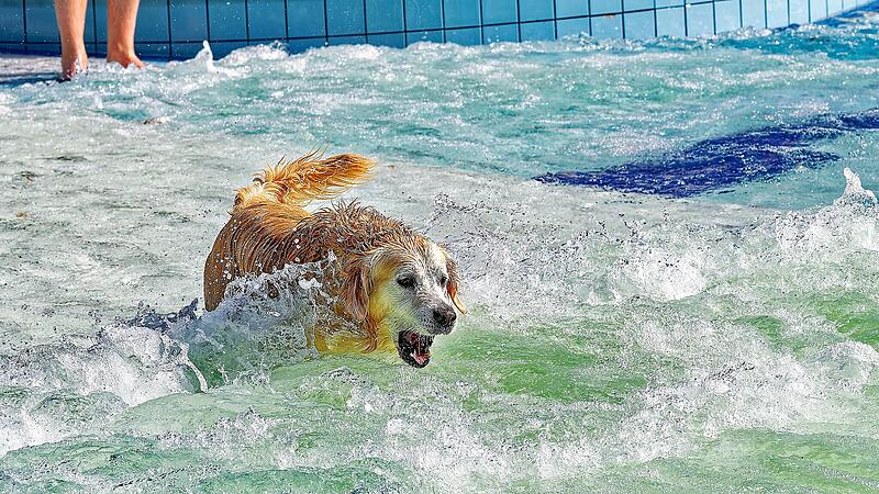 Hundebadetag im Stadionbad Bamberg 2026