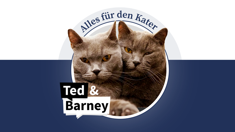 Die Kater Ted und ey &uuml;ber ihr Leben als Hauskater.