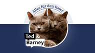 Die Kater Ted und ey &uuml;ber ihr Leben als Hauskater.