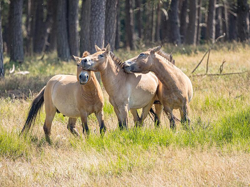 Die Wildpferde Quentin, Danjo und Khan (von links) in Tennenlohe