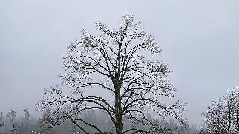 Baumschnitt