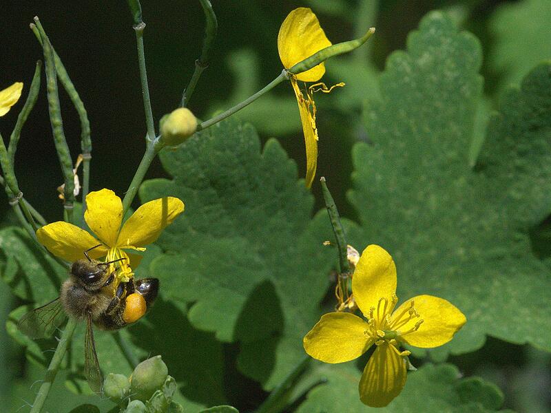 2024 Naturnahe Gärten2024 Naturnahe Gärten