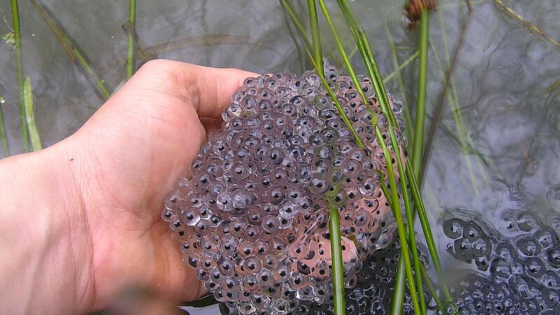 Grasfrösche haben schon die ersten Laichballen abgelegt. Grasfrösche haben schon die ersten Laichballen abgelegt.