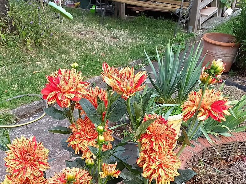 „Nach den trockenen, heißen Sommermonaten, hat die Dahlienblüte durch die durchdringende, feuchtere Herbstwitterung nochmals richtig aufgedreht.“