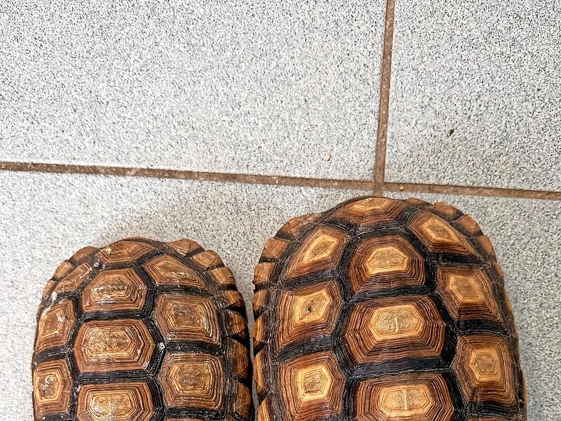 Zwei Spornschildkr&ouml;ten, gefunden bei den Karnbaumweihern in Forchheim, warten auf ihren Besitzer.