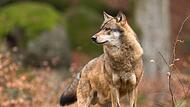 Nach jüngsten Erkenntnissen ist bei Obererthal ein Wolf unterwegs. Nach jüngsten Erkenntnissen ist bei Obererthal ein Wolf unterwegs.