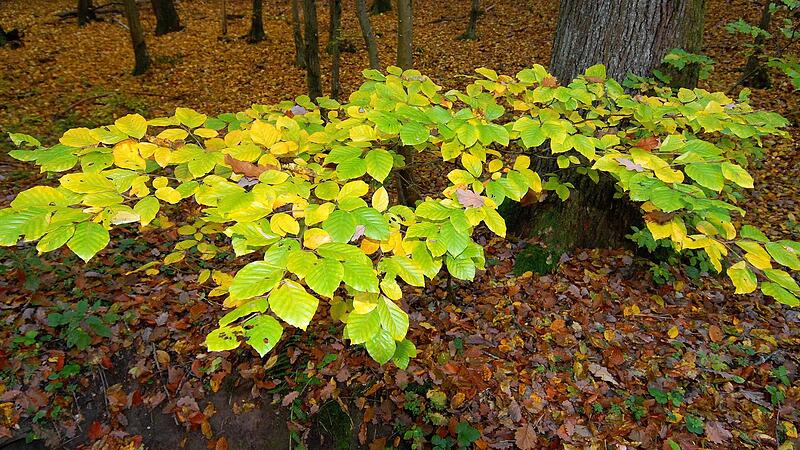 Vom Wald wird viel verlangt. Jetzt soll er auch noch das Klima schützen. Vom Wald wird viel verlangt. Jetzt soll er auch noch das Klima schützen.