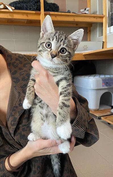Gia ist eine der drei Katzen, die ein neues Zuhause sucht.