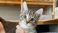 Gia ist eine der drei Katzen, die ein neues Zuhause sucht.