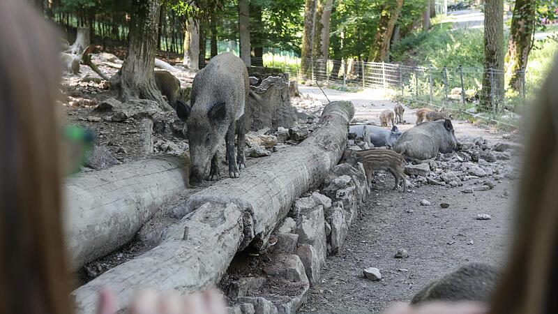 Allein f&uuml;r den Tierpark Hundshaupten sind mehr als sechs Millionen Euro eingeplant.Forchheim & Fr&auml;nkische Schweiz