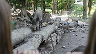 Allein f&uuml;r den Tierpark Hundshaupten sind mehr als sechs Millionen Euro eingeplant.Forchheim & Fr&auml;nkische Schweiz