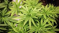 Cannabis-Legalisierung Cannabis-Legalisierung