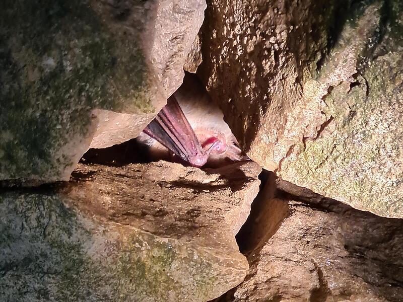 Eine Fledermaus hat ihr Winterquartier in einer Spalte im Deckengew&ouml;lbe des Kellers gefunden.Forchheim & Fr&auml;nkische Schweiz