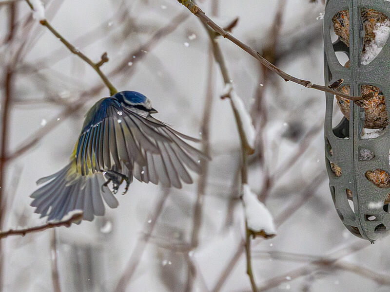 Eine Meise im Anflug auf begehrte Winternahrung