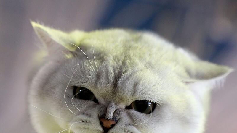 Ohren nach hinten gelegt