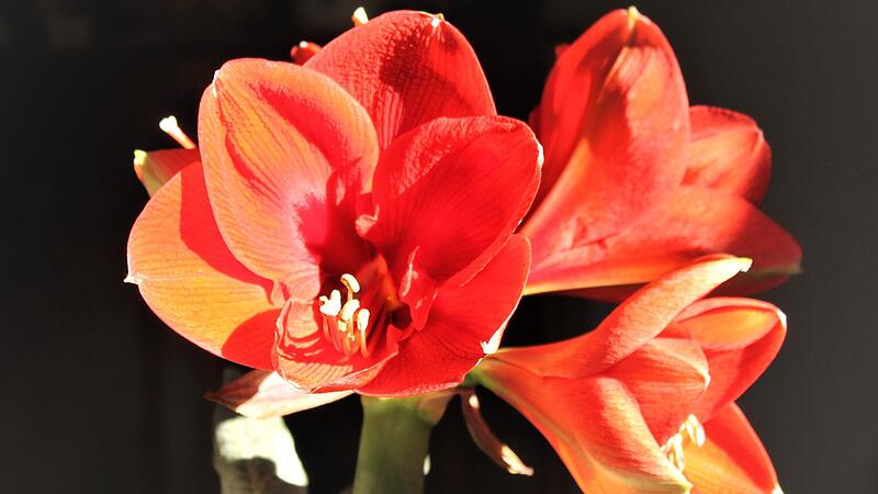 Unsere Amaryllisblüte auf dem Wohnzimmertisch Unsere Amaryllisblüte auf dem Wohnzimmertisch