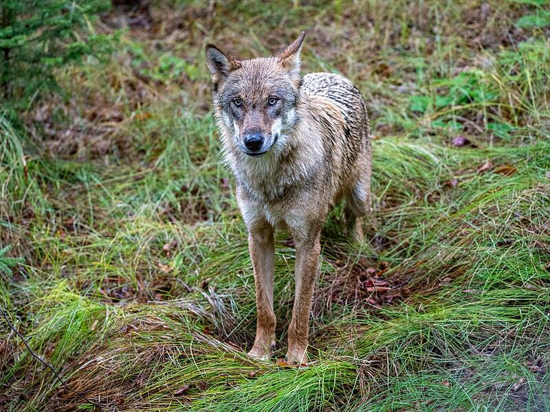 Wolf