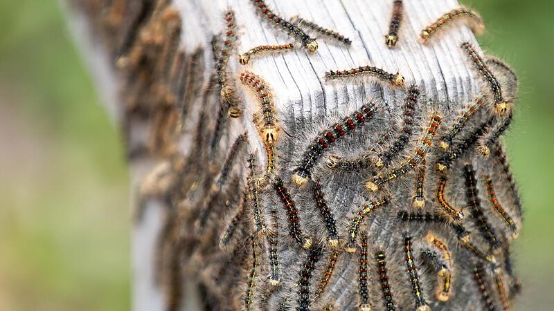 Da juckt es schon, wenn man nur das Bild anschaut: Manchmal treten die Raupen in Massen auf.