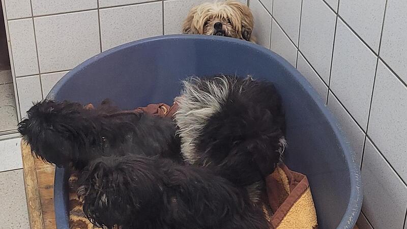 Sechs kleine Hunde wurden aufgegriffen &ndash; sie werden nun im Kulmbacher Tierheim betreut.