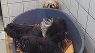 Sechs kleine Hunde wurden aufgegriffen – sie werden nun im Kulmbacher Tierheim betreut.