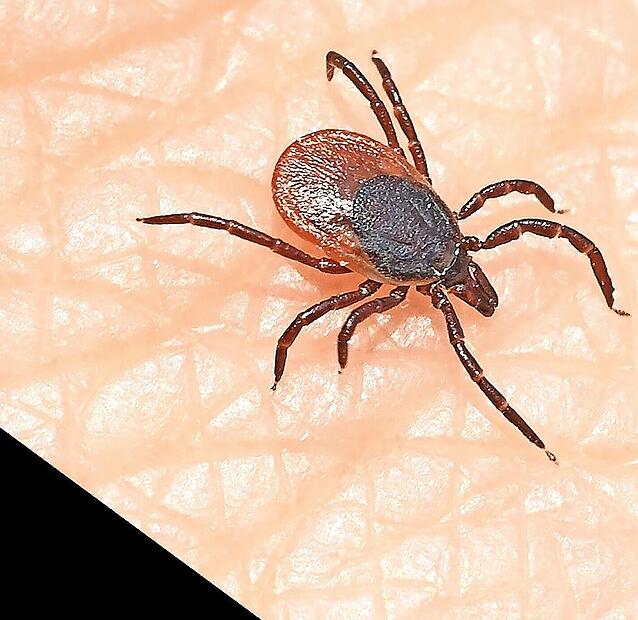 Zecken stechen durch die Haut und k&ouml;nnen FSME oder Borreliose &uuml;bertragen.