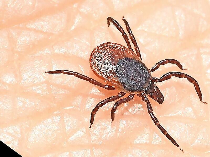 Zecken stechen durch die Haut und k&ouml;nnen FSME oder Borreliose &uuml;bertragen.