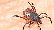 Zecken stechen durch die Haut und k&ouml;nnen FSME oder Borreliose &uuml;bertragen.