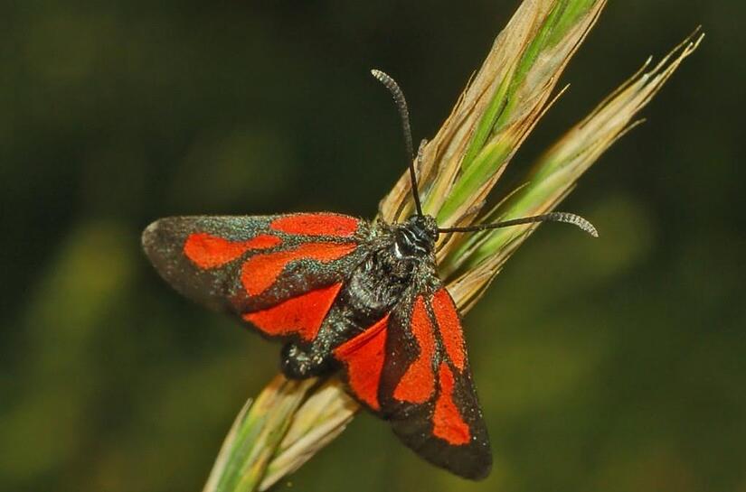 Das Platterbsen-Widderchen ist  stark gef&auml;hrdet.