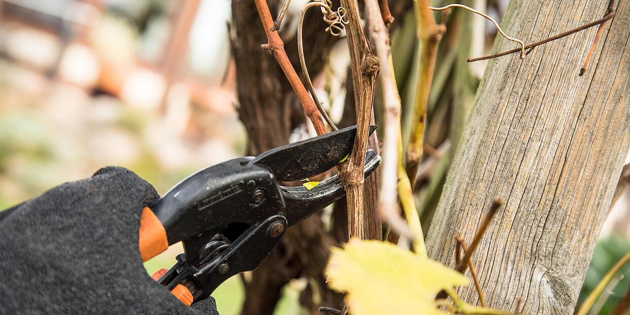 Auch bei der Gartenarbeit gilt Qualität hat seinen Preis