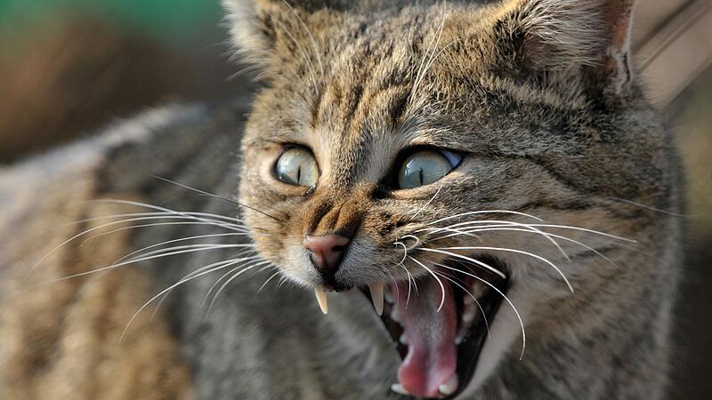 Wildkatze Wildkatze