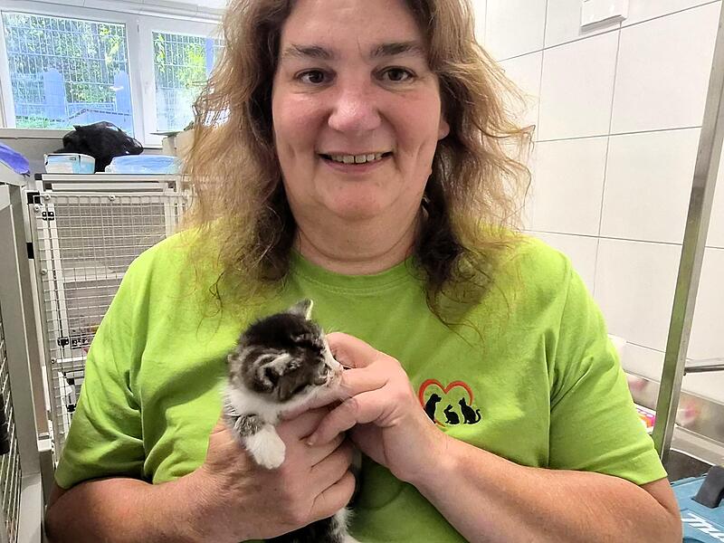Rund 140 Katzen hat das Tierheim unter Leitung von Cynthia Wohlrath zu versorgen.