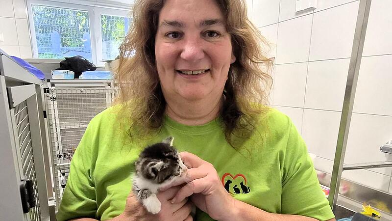 Rund 140 Katzen hat das Tierheim unter Leitung von Cynthia Wohlrath zu versorgen. Rund 140 Katzen hat das Tierheim unter Leitung von Cynthia Wohlrath zu versorgen.