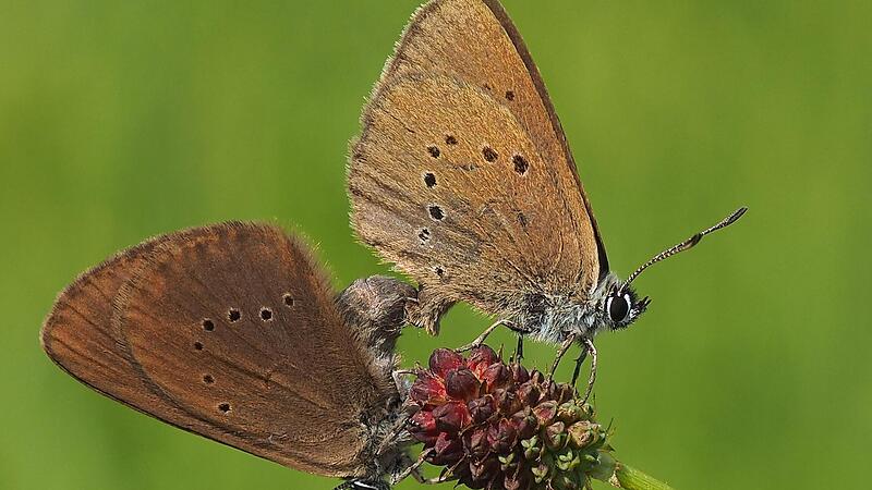 Nicht irgendein Schmetterling und streng gesch&uuml;tzt: Dunkle Wiesenknopfameisenbl&auml;ulinge. Gerade in Neunkirchen kommt die seltene Art besonders h&auml;ufig vor.Forchheim & Fr&auml;nkische Schweiz