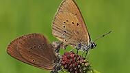 Nicht irgendein Schmetterling und streng gesch&uuml;tzt: Dunkle Wiesenknopfameisenbl&auml;ulinge. Gerade in Neunkirchen kommt die seltene Art besonders h&auml;ufig vor.Forchheim & Fr&auml;nkische Schweiz