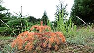 Frost und Trockenheit - Bayerns Christbäume im Stress