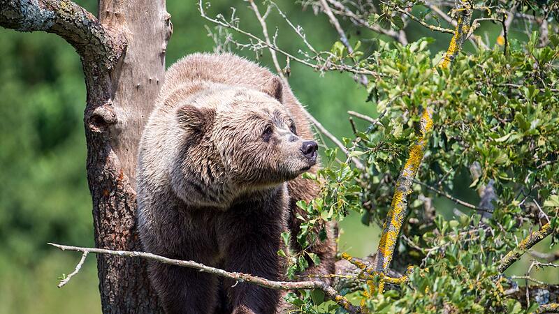 Braunbär im Wildpark