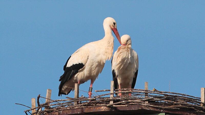 Ein Storchenpaar nach der Rückkehr in ihrem Horst. Ein Storchenpaar nach der Rückkehr in ihrem Horst.