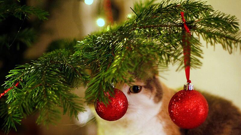Für Katzen interessant: Christbaumkugeln